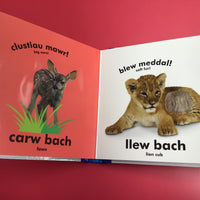 Babi Cyffwrdd a Theimlo: Babis Anifeiliaid / Baby Touch and Feel: Baby Animals