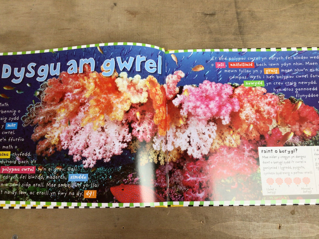 Cyfres Dwlu Dysgu: Riff Cwrel
