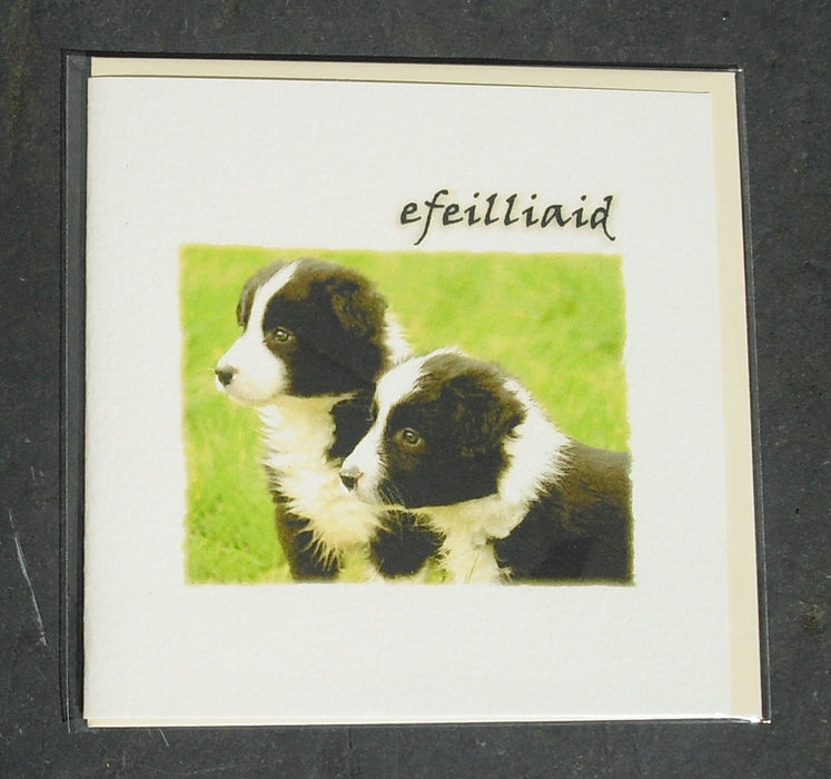 New baby card 'Efeilliaid' twin puppies