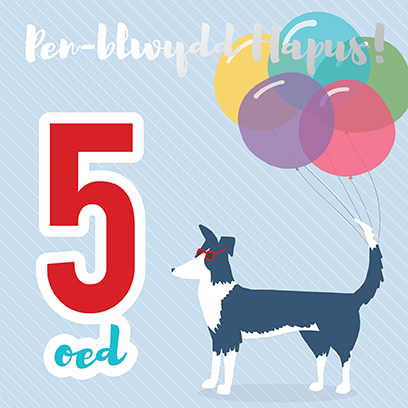 Birthday card 'Pen-blwydd hapus 5' sheep dog